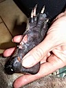 Eileen - Wildlife Foster Carer