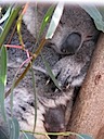 Heather - Wildlife Foster Carer